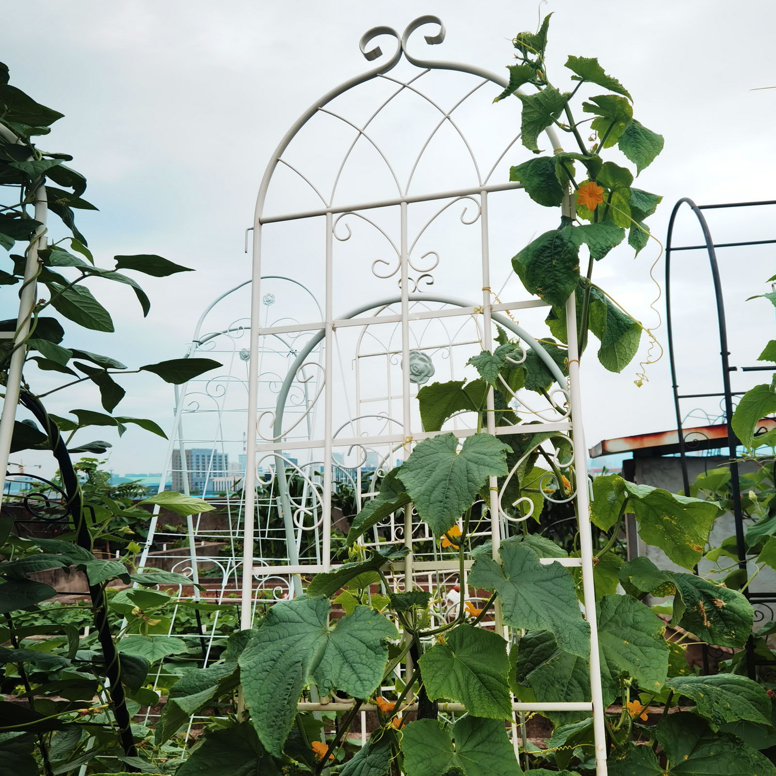 Metal Garden Rustproof Trellis For Climbing Plants Outdoor Flower Support